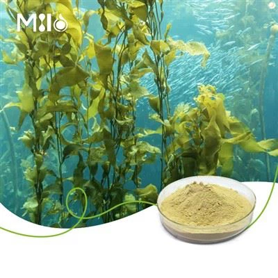 אבקת פוקוקסנטין